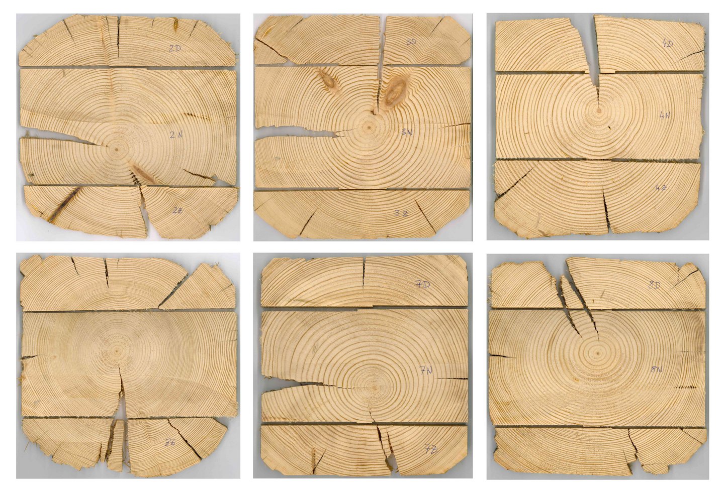 6 Holzquerschnitte sind nebeneinander angeordnet