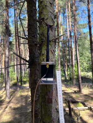 Sensor am Baum eine kleine schwarze Box mit Antenne am Baumstamm